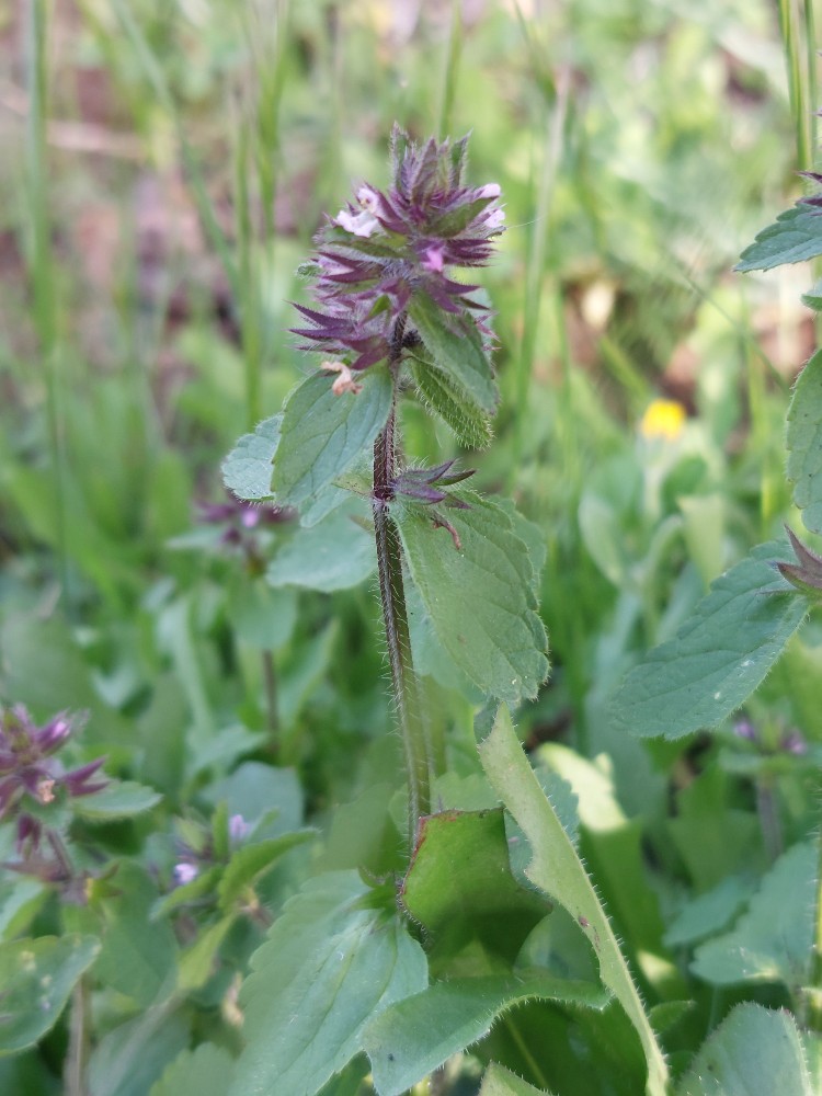 Stachys (Hedgenettles)
