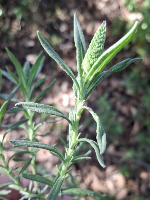 Lavandula (Lavenders) (alternate view 2)