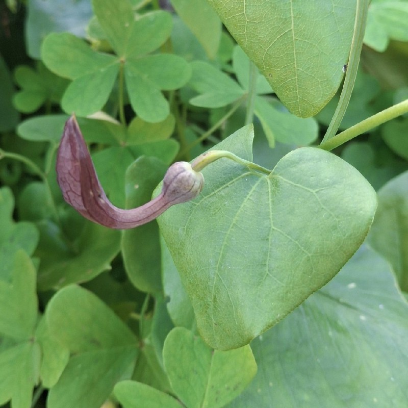Aristolochia (pipevines and birthworts) (alternate view 2)