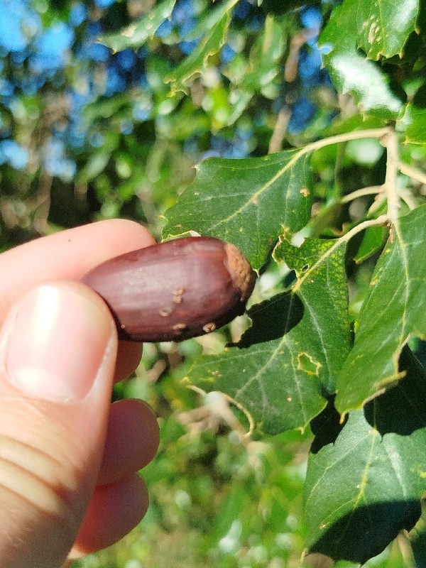 Quercus suber (cork oak)