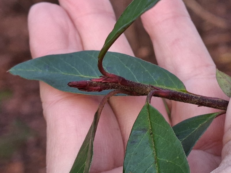 Photinia davidiana (tall stranvaesia)