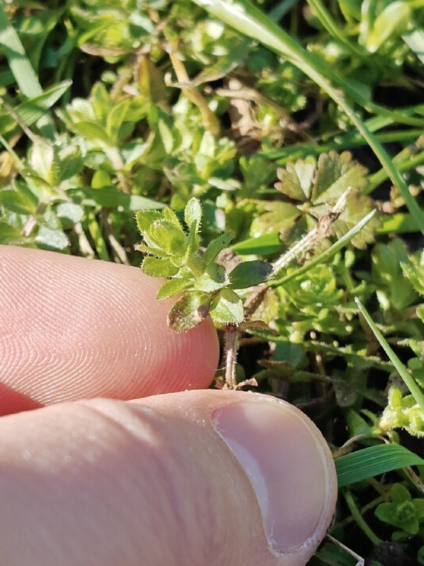 Cruciata laevipes (Crosswort) (alternate view 10)