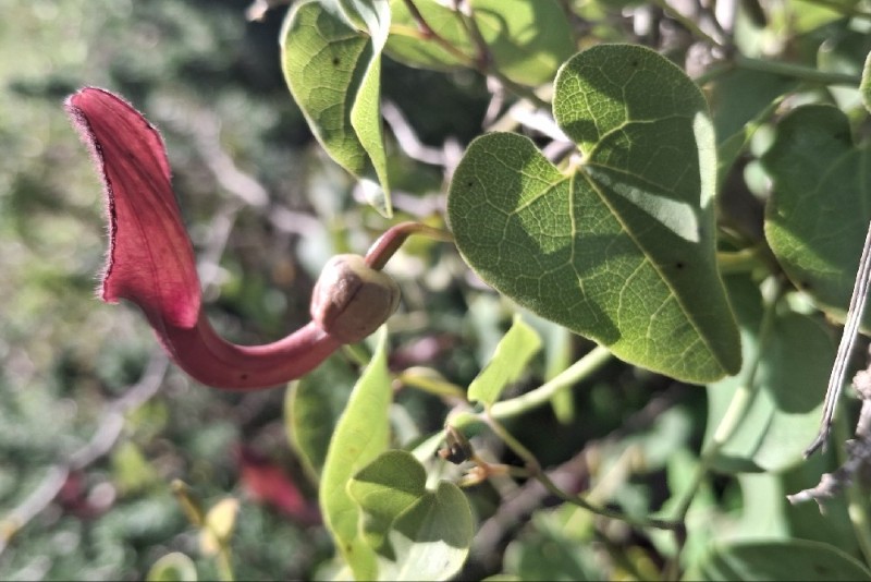 Aristolochia (pipevines and birthworts) (alternate view 3)