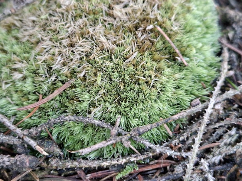 Leucobryum (Leucobryum mosses) (alternate view 2)