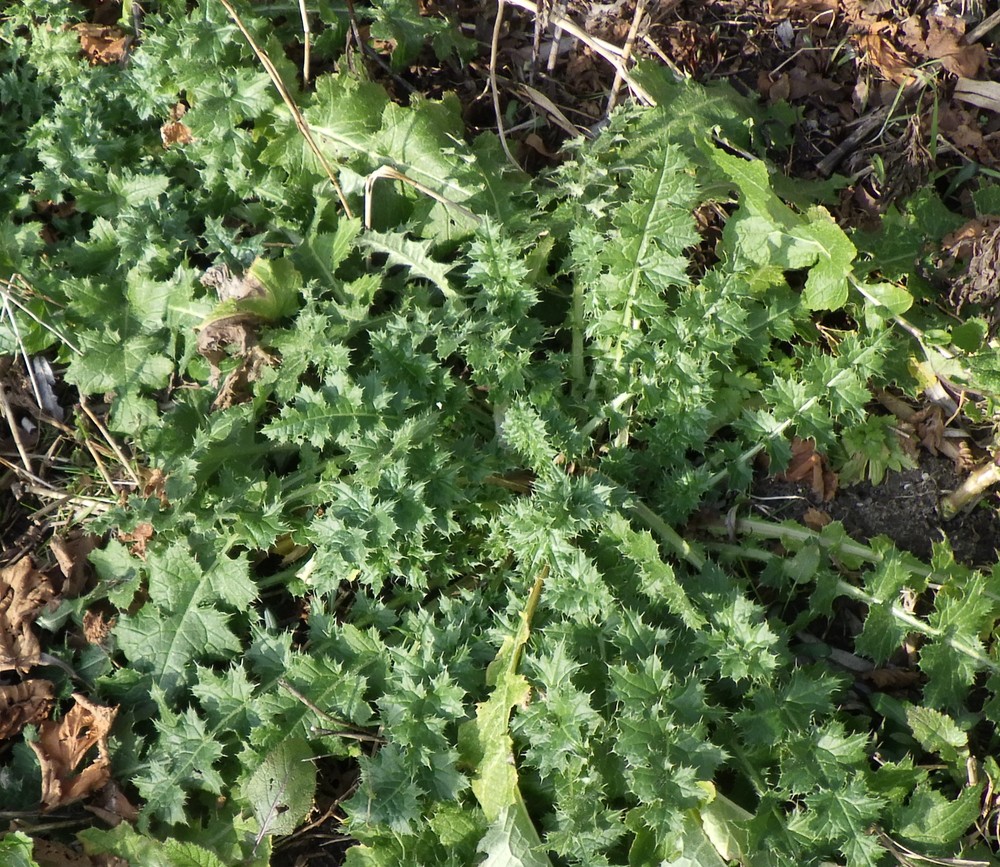 Carduus crispus (Welted Thistle) (alternate view 14)