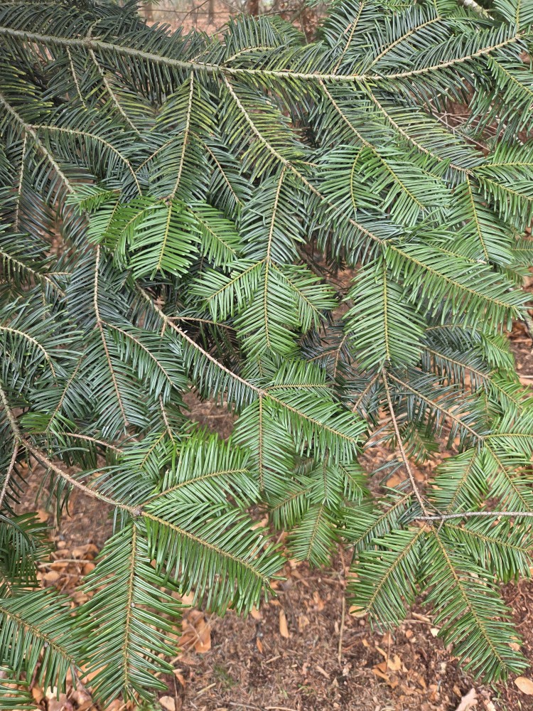 Abies grandis (grand fir) (alternate view 11)