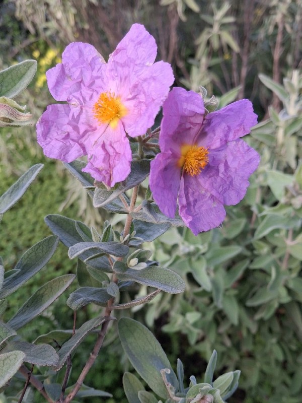 Cistus albidus (white-leaved cistus) (alternate view 12)