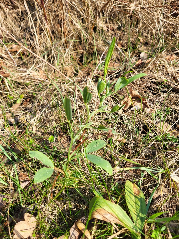 Lathyrus latifolius (broad-leaved sweet pea) (alternate view 11)