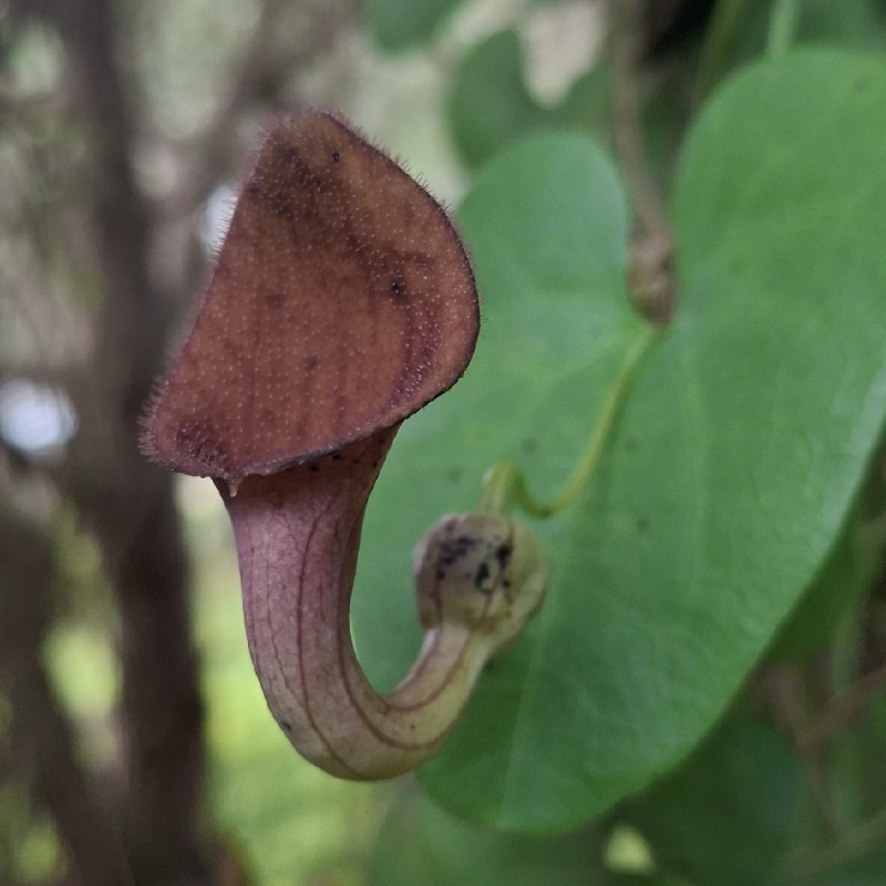 Aristolochia (pipevines and birthworts)