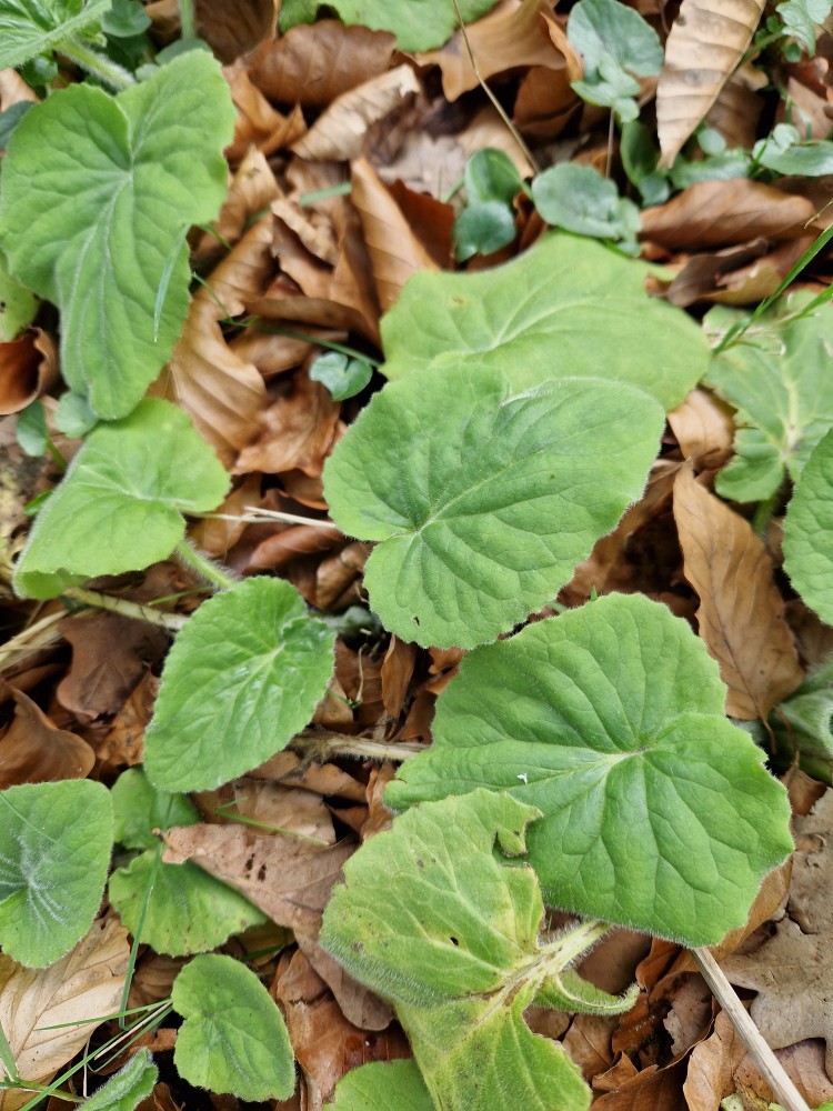 Doronicum pardalianches (Leopard's-bane) (alternate view 12)