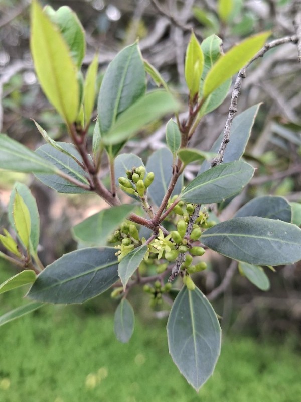 Rhamnus (Buckthorns)