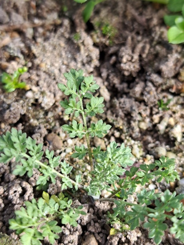 Descurainia sophia (flixweed) (alternate view 2)