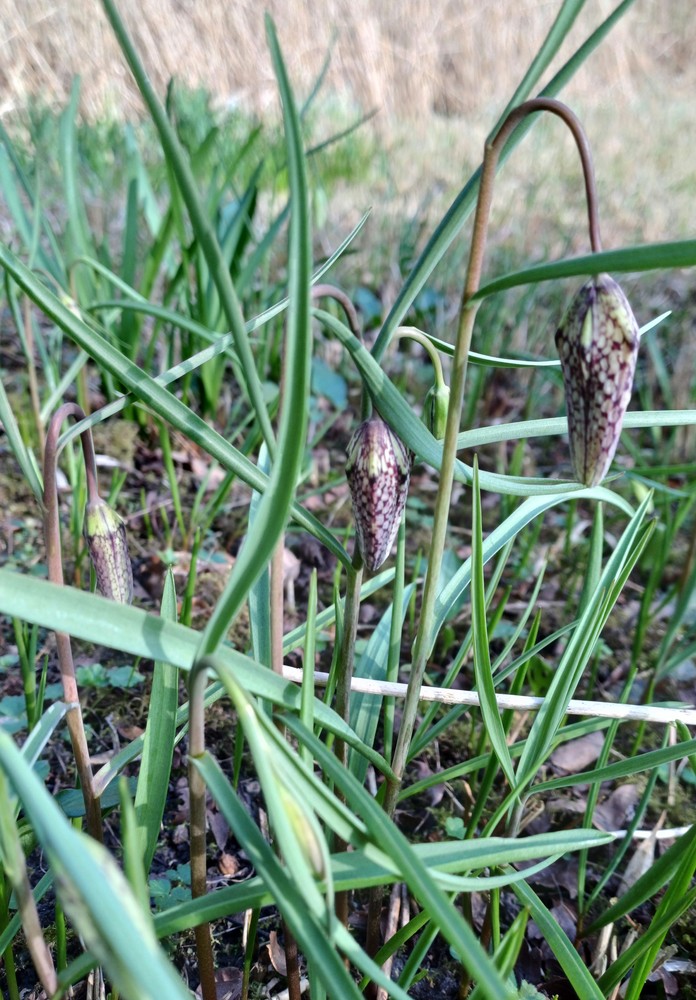 Fritillaria meleagris (snakes-head fritillary) (alternate view 11)