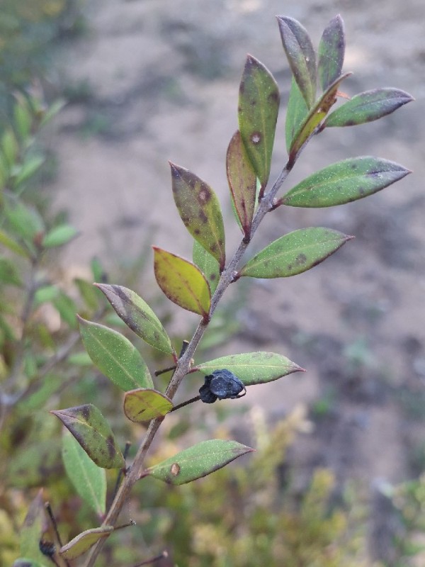 Myrtus communis (alternate view 2)
