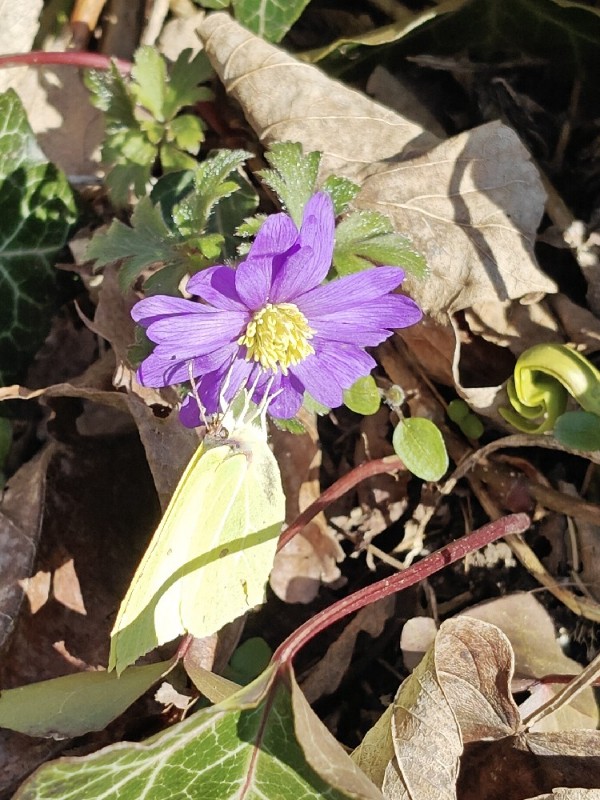 Anemonoides blanda (Greek Anemone) (alternate view 6)