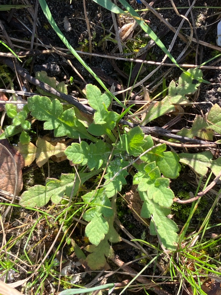 Papaver dubium (Long-headed poppy) (alternate view 14)