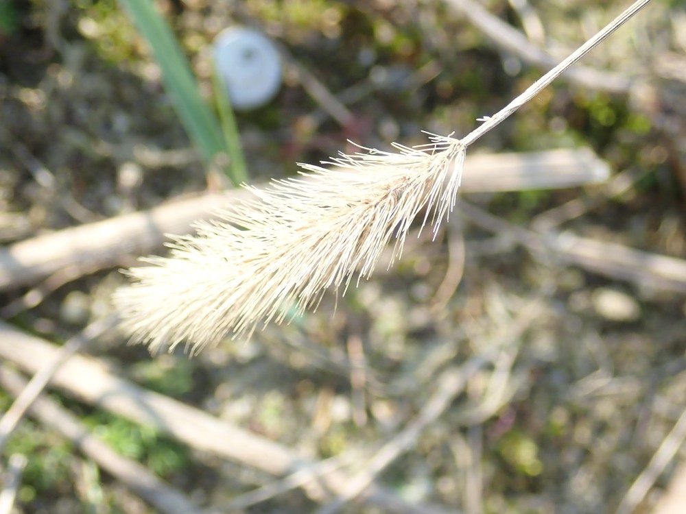 Setaria viridis (Green Bristle Grass) (alternate view 11)