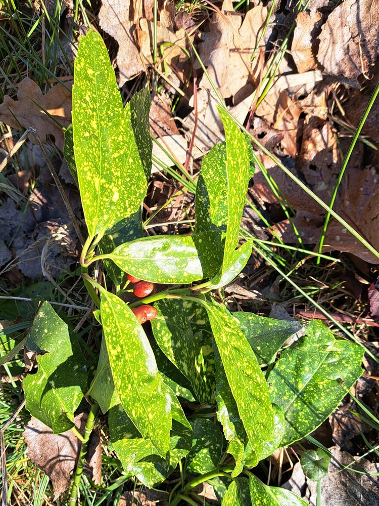 Aucuba japonica (Japanese aucuba) (alternate view 4)