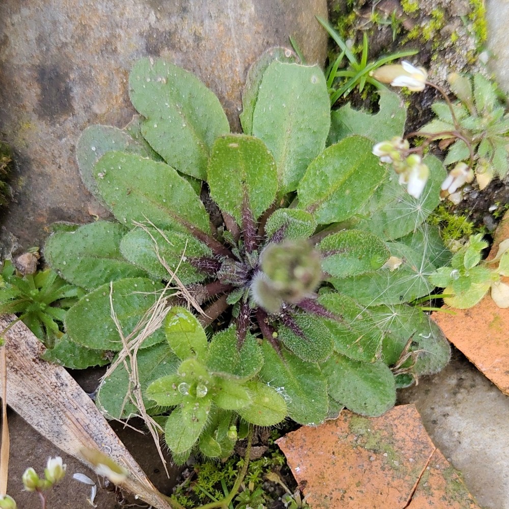 Arabidopsis thaliana (mouse-ear cress) (alternate view 12)