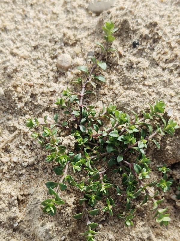 Arenaria serpyllifolia (Thyme-leaved Sandwort) (alternate view 11)