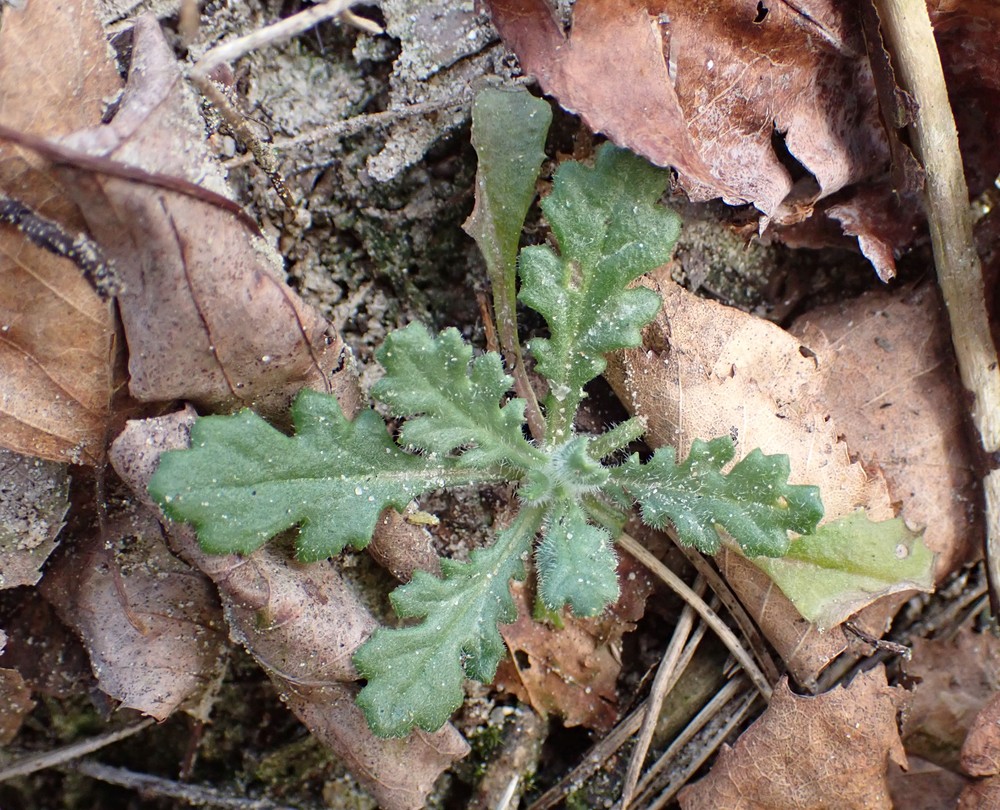 Senecio sylvaticus (wood groundsel) (alternate view 12)