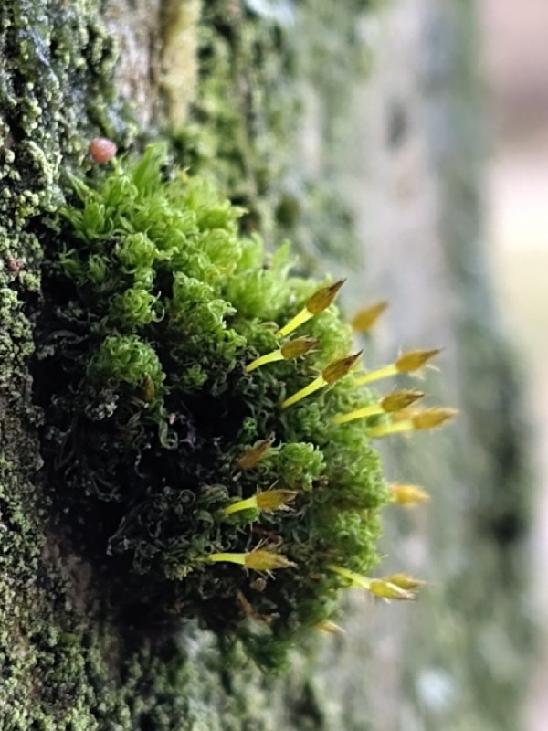 Ulota crispa (crisped pincushion) (alternate view 11)
