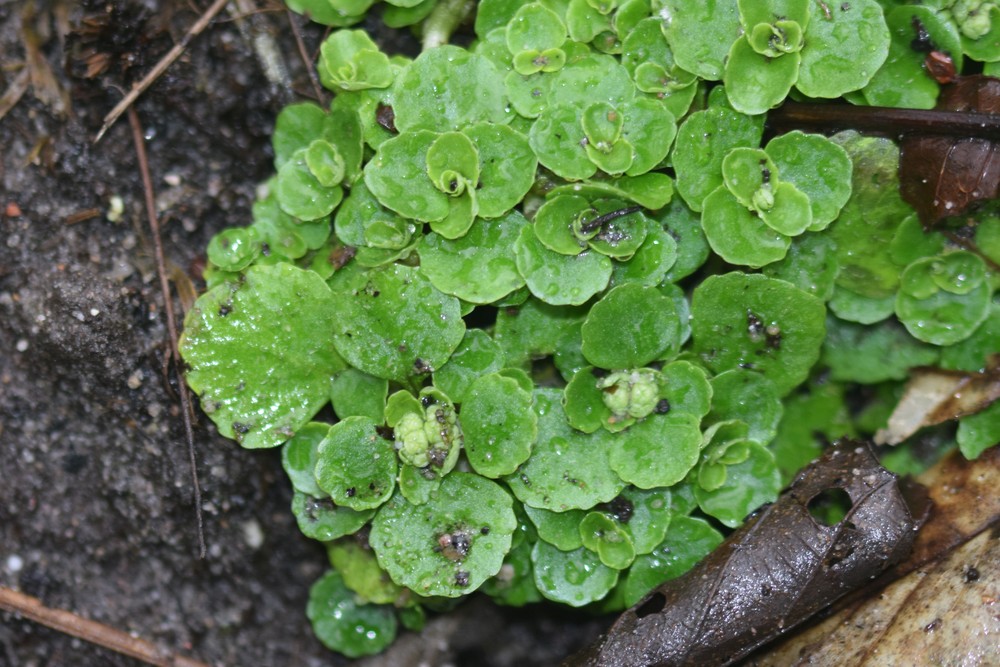 Chrysosplenium oppositifolium (Opposite-leaved Golden-saxifrage) (alternate view 13)