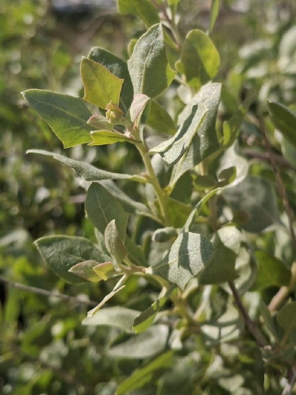 Atriplex halimus (alternate view 2)