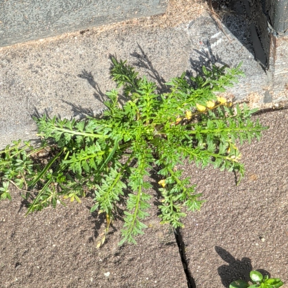 Lepidium didymum (Lesser swine-cress) (alternate view 13)