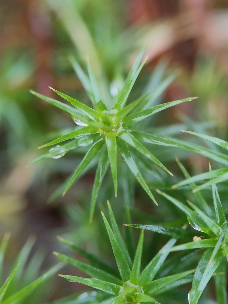 Polytrichum commune (Common Haircap Moss) (alternate view 8)