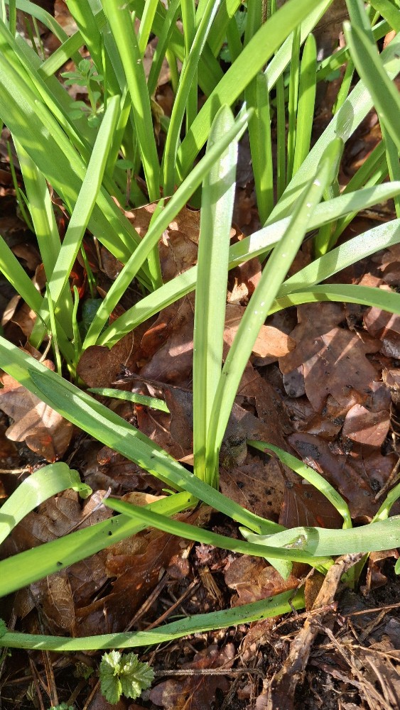 Hyacinthoides (Bluebells) (alternate view 3)