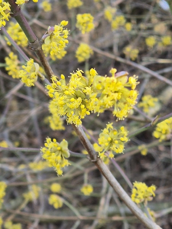 Cornus mas (Cornelian cherry) (alternate view 2)