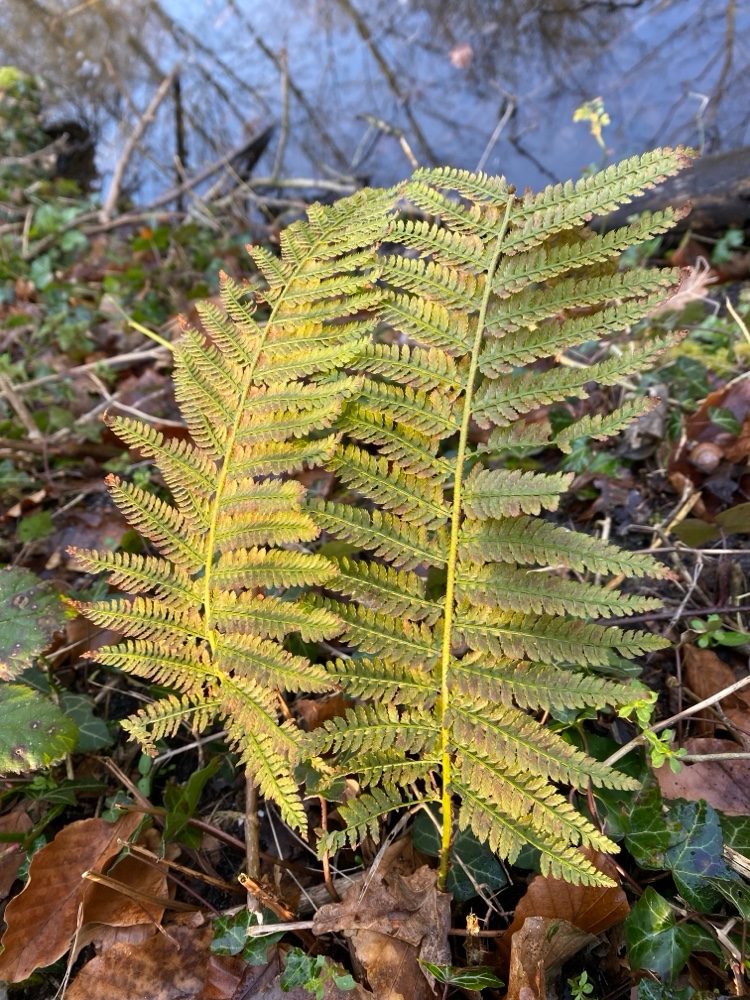 Polystichum setiferum (soft shield fern) (alternate view 2)