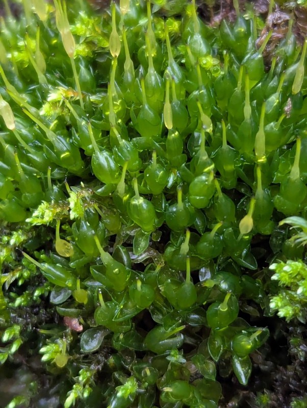 Funaria hygrometrica (Bonfire moss) (alternate view 11)