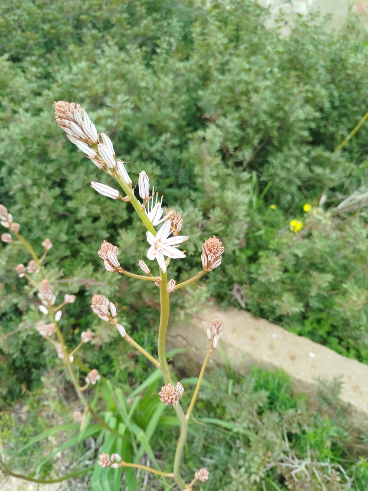 Asphodelus (asphodels) (alternate view 2)