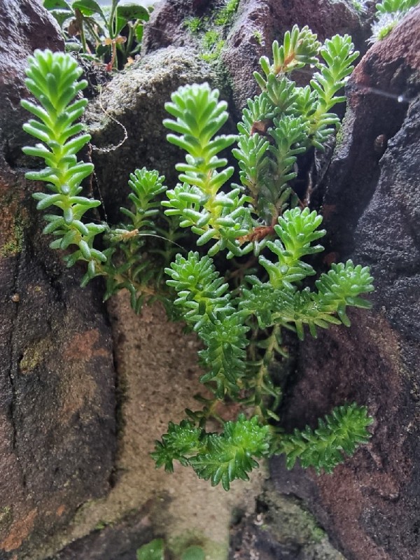 Sedum sexangulare