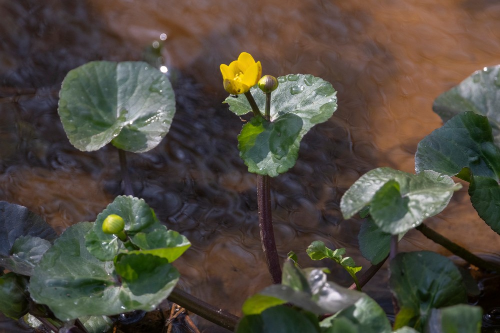 Caltha palustris (marsh marigold) (alternate view 11)