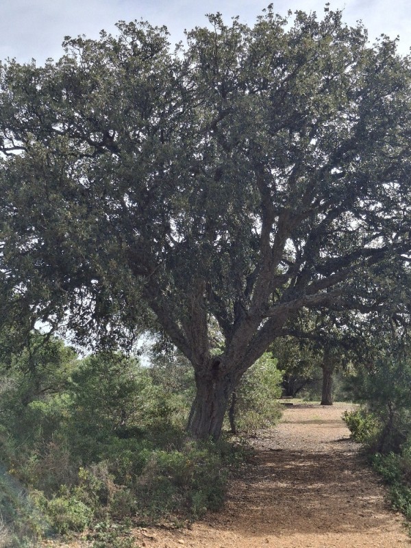 Quercus suber (cork oak) (alternate view 2)