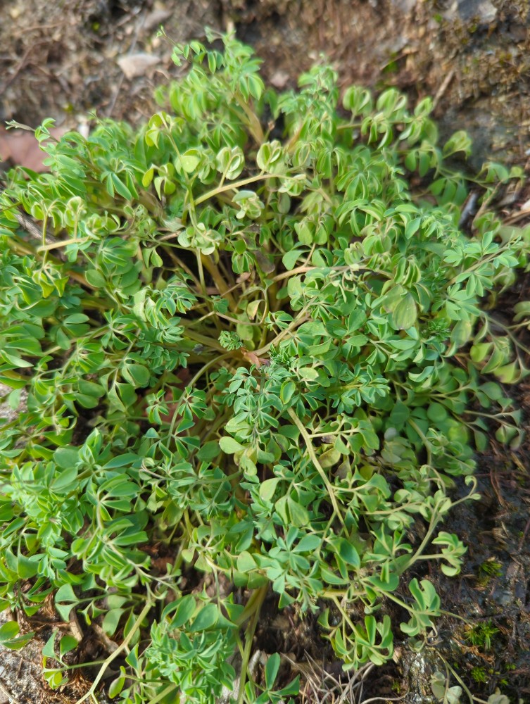 Ceratocapnos claviculata (Climbing Corydalis) (alternate view 12)