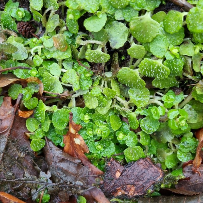 Chrysosplenium oppositifolium (Opposite-leaved Golden-saxifrage) (alternate view 11)