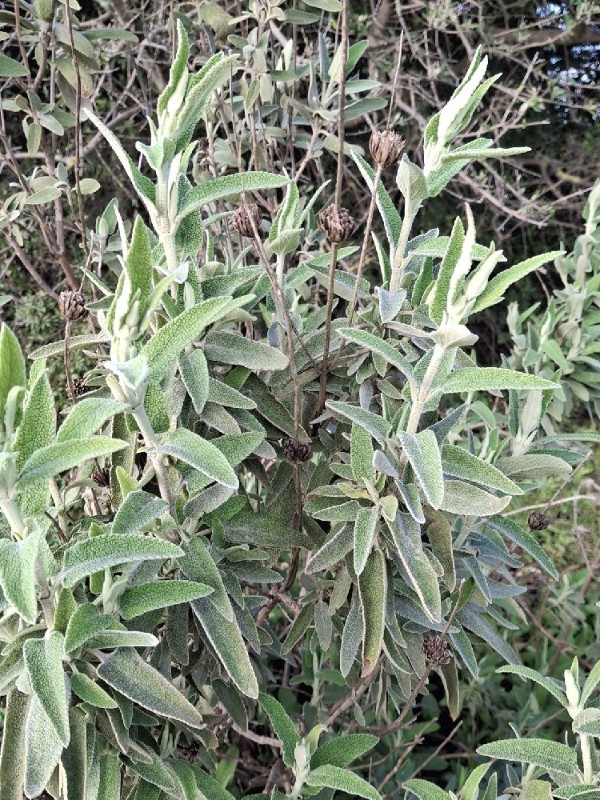 Phlomis (Lampwicks) (alternate view 2)