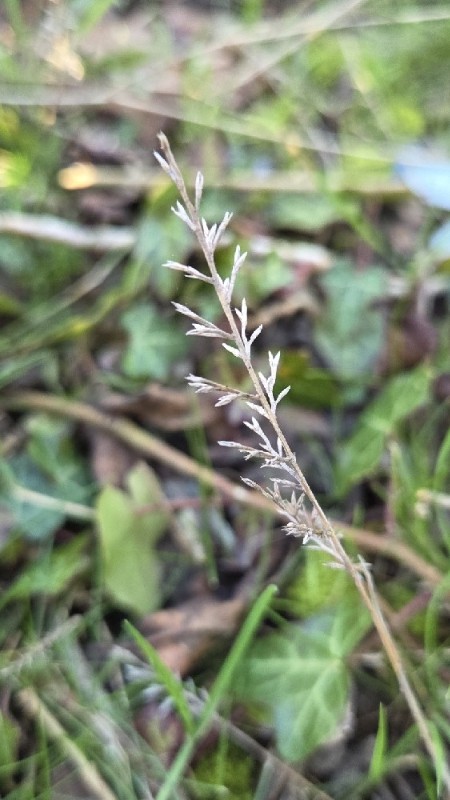 Catapodium rigidum (Fern-grass) (alternate view 11)