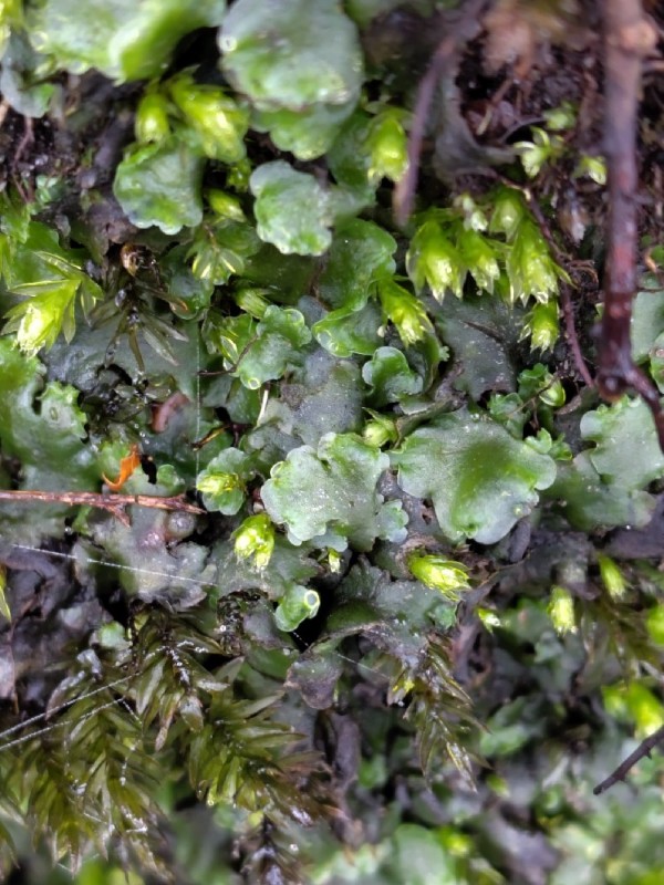 Pellia (Pellia)
