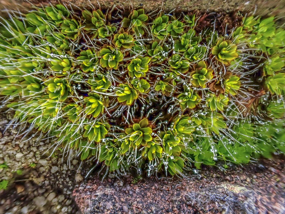 Syntrichia montana (Intermediate Screw-moss) (alternate view 13)