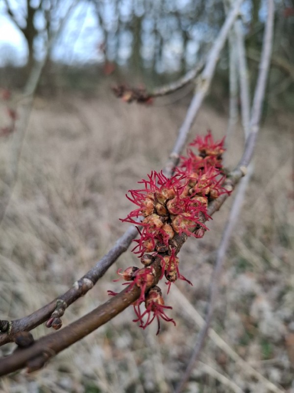Acer saccharinum (silver maple) (alternate view 11)