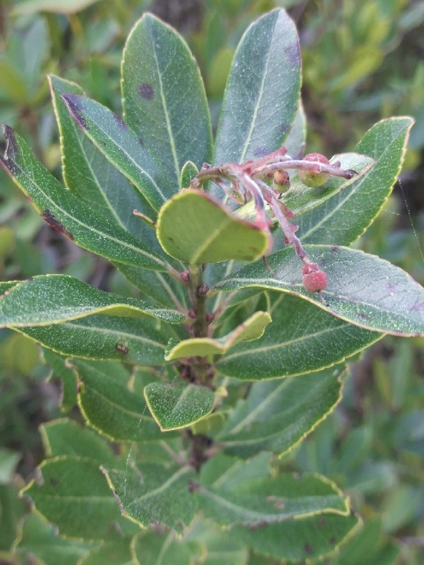 Arbutus unedo (strawberry tree)