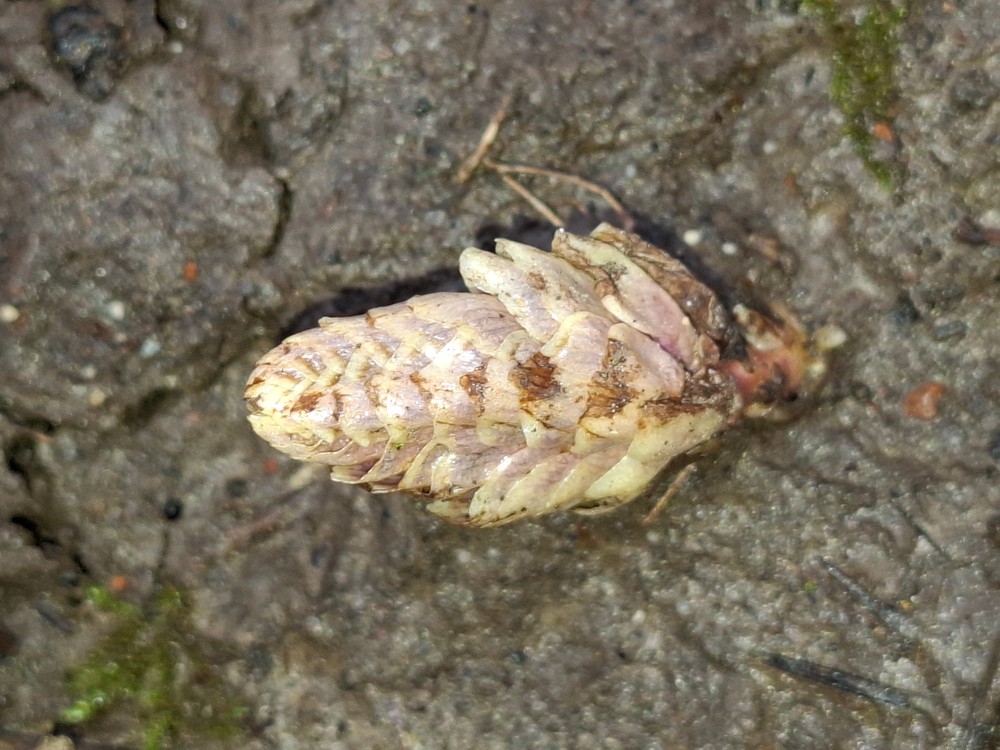 Lathraea squamaria (Common Toothwort) (alternate view 11)