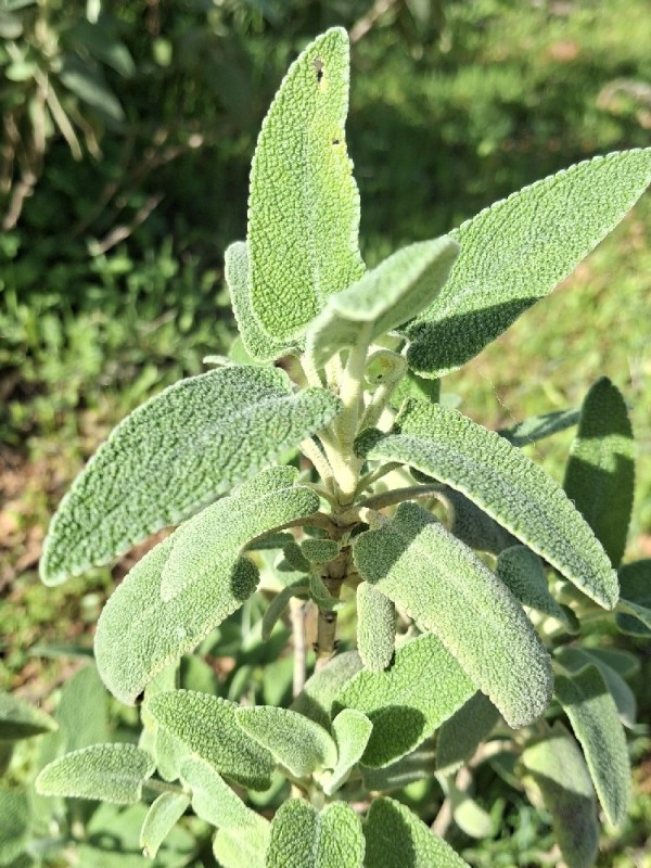 Phlomis (Lampwicks)