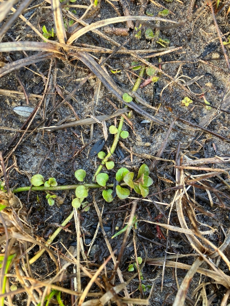 Mentha aquatica (watermint) (alternate view 14)