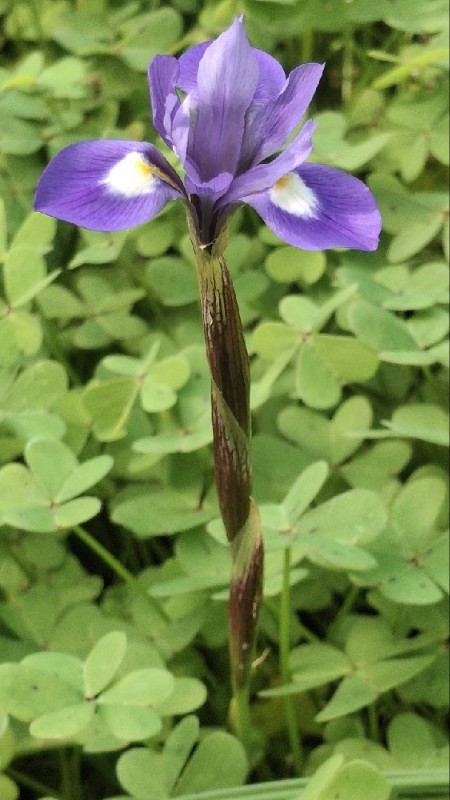 Moraea (Cape Tulips)